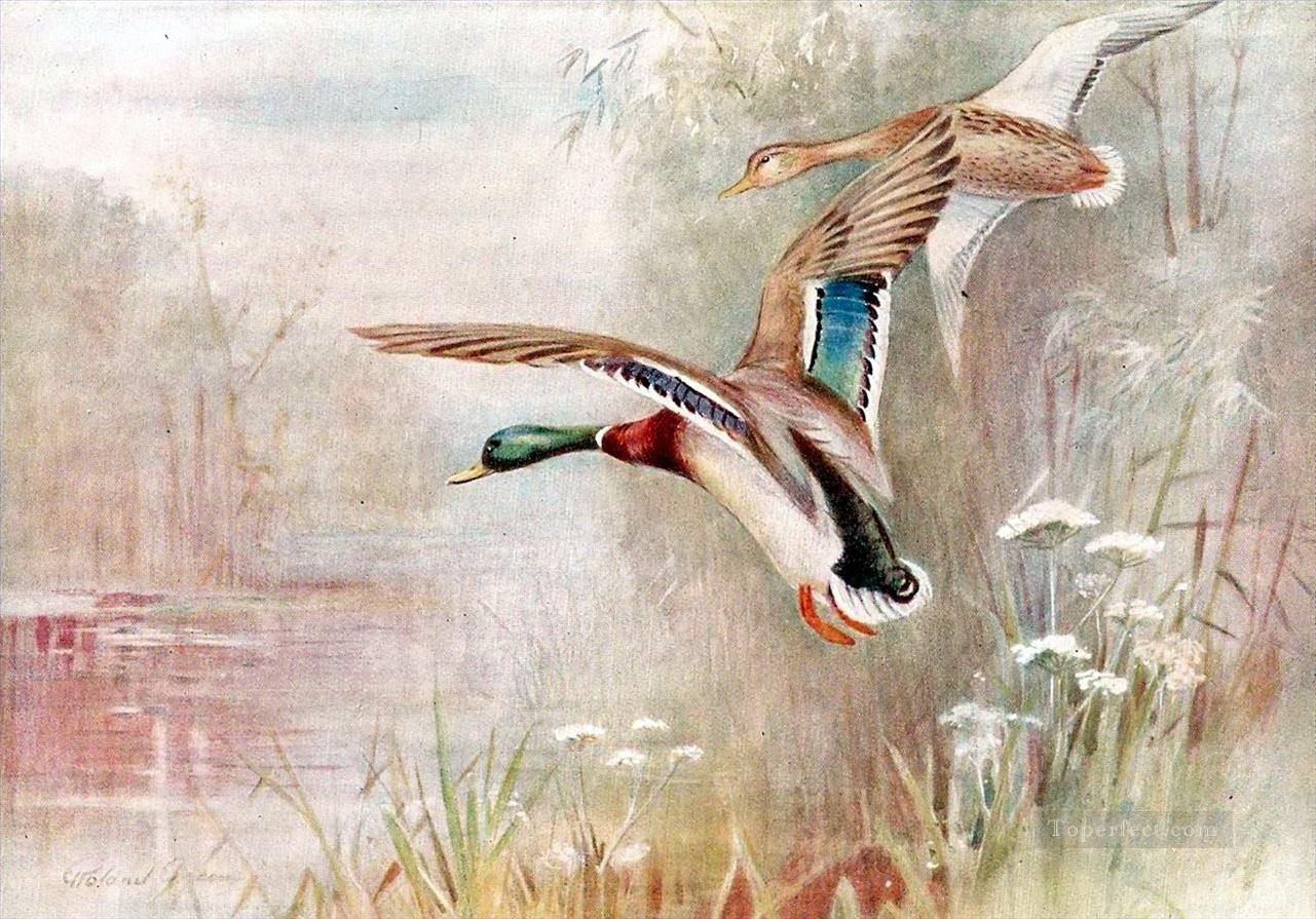 Wild Ducks birds Oil Paintings